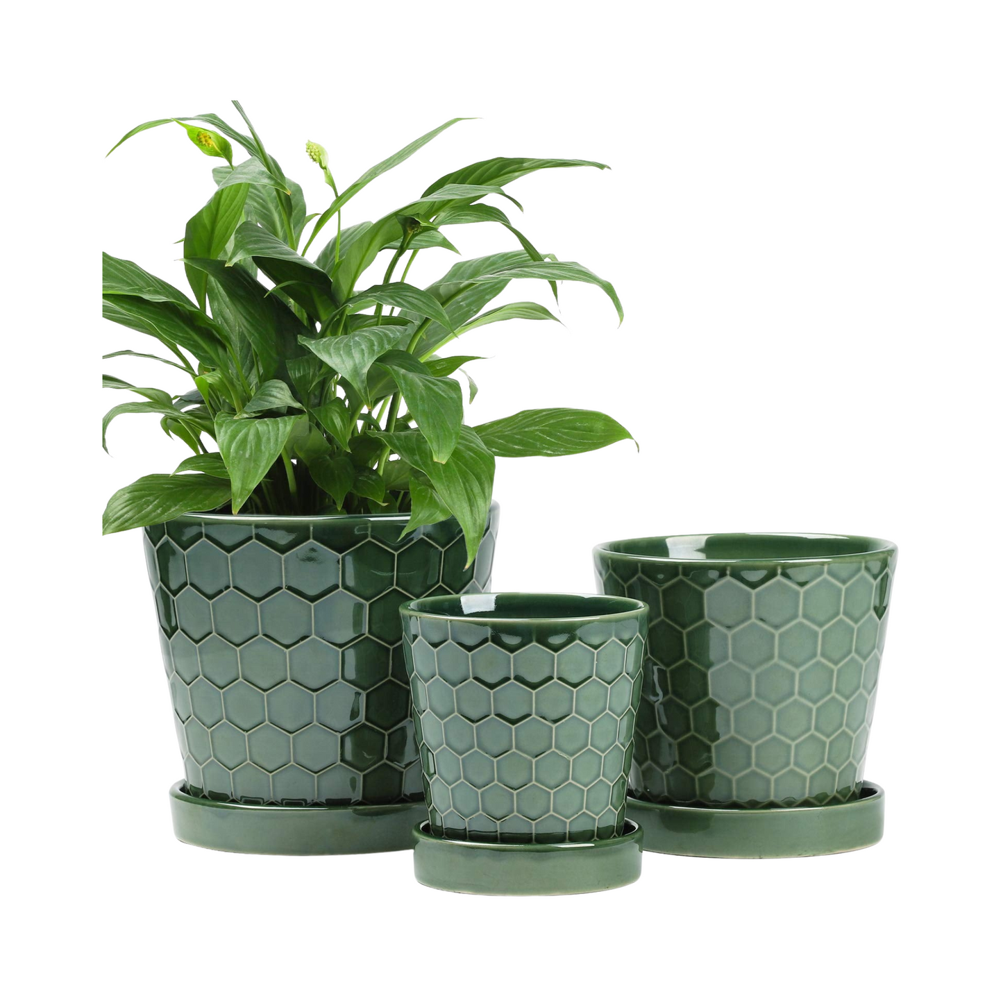 Three green hexagonal patterned pots with plants on a white background