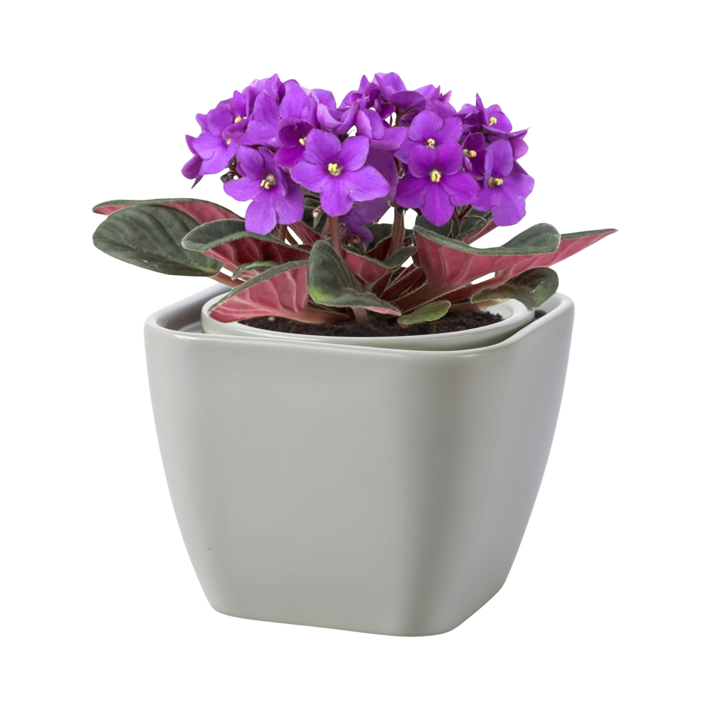Potted plant with purple flowers in a white pot on a white background