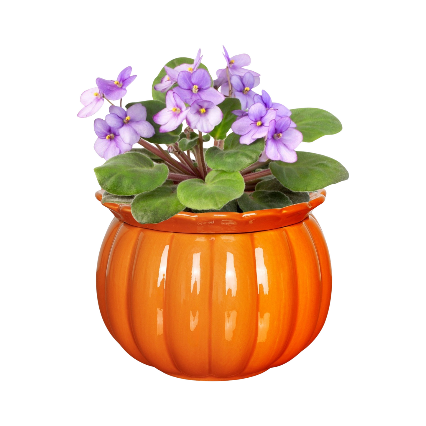 Orange pumpkin-shaped planter with purple flowers on a white background