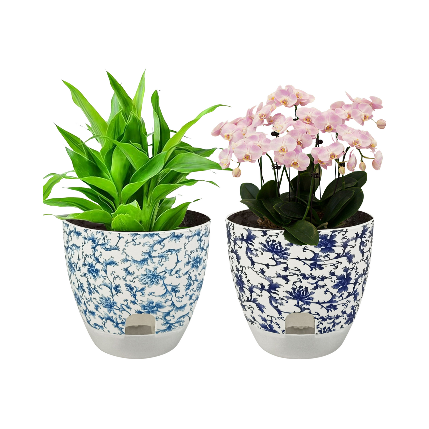 Two potted plants in blue and white floral pots on a white background