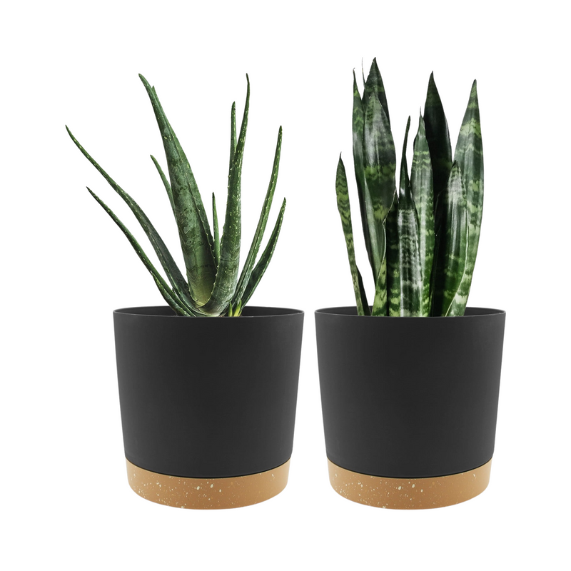 Two potted plants in black pots with a white background