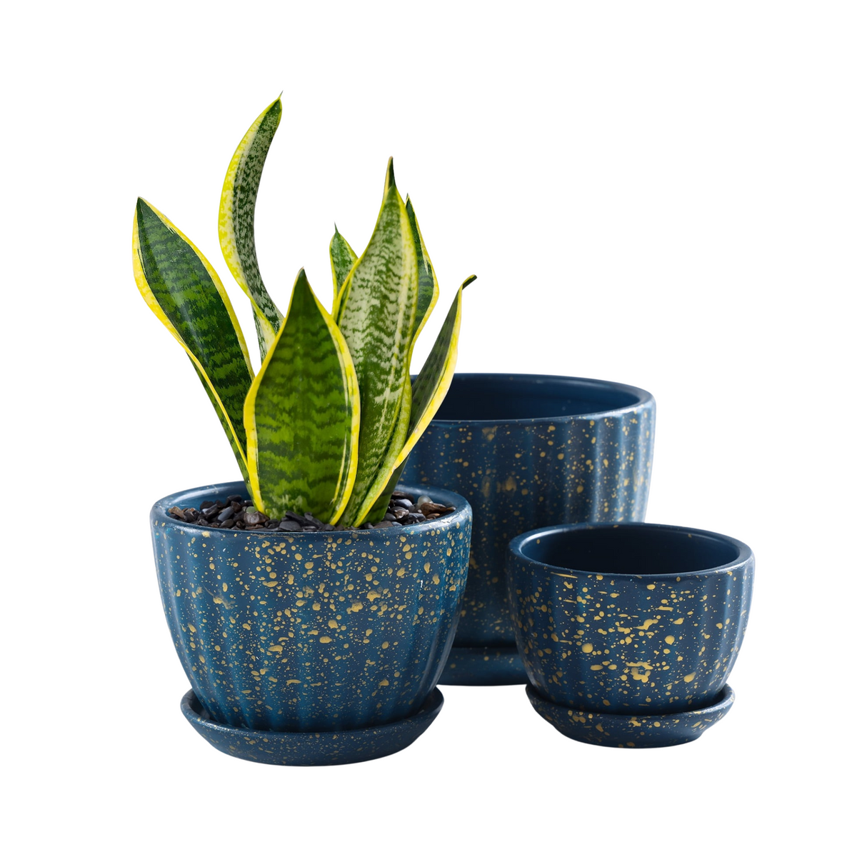 Set of three blue speckled plant pots with a green snake plant on a white background