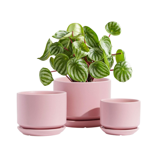 Set of three pink planters with a green peperomia plant on a white background