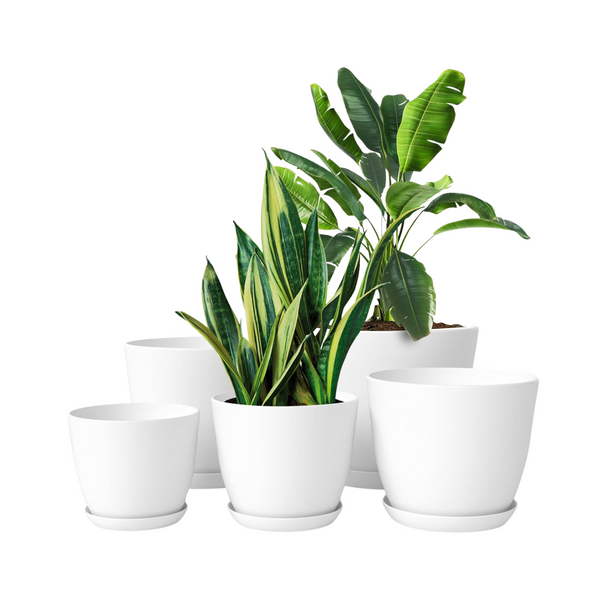Set of potted plants in white pots on a white background